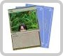 Trading Card